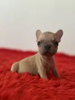 Yoda, a male French Bulldog for sale in Los Angeles, CA – 1 of 2