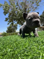 TINY, a female French Bulldog for sale in Los Angeles, CA – 2 of 6