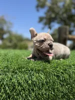 Thor, a male French Bulldog for sale in Los Angeles, CA – 5 of 7