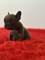 Bingo, a male French Bulldog for sale in Los Angeles, CA – 6 of 8