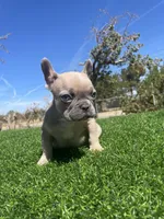 Caramel, a male French Bulldog for sale in Los Angeles, CA – 7 of 7