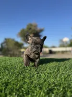 Bingo, a male French Bulldog for sale in Los Angeles, CA – 1 of 7