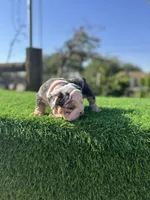 ROLLZ, a female English Bulldog for sale in Los Angeles, CA – 6 of 10