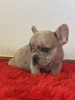 MooMoo, a female French Bulldog for sale in Los Angeles, CA – 1 of 4