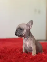 Cruella, a female French Bulldog for sale in Los Angeles, CA – 3 of 4