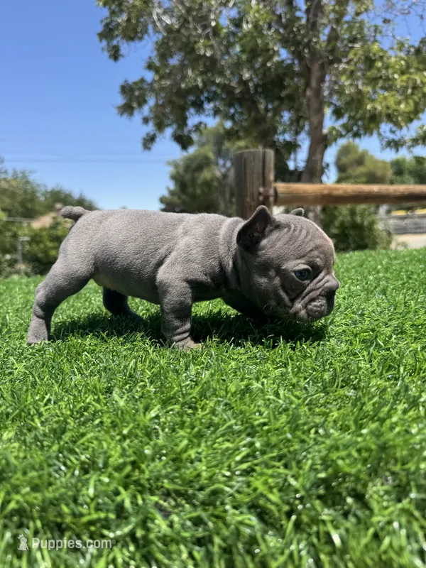 TINY – French Bulldog puppy for sale in Los Angeles, CA