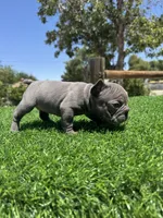 TINY, a female French Bulldog for sale in Los Angeles, CA – 3 of 6