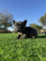 Bingo, a male French Bulldog for sale in Los Angeles, CA – 2 of 7