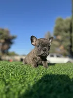 Bingo, a male French Bulldog for sale in Los Angeles, CA – 3 of 7