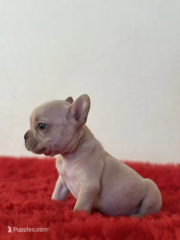 Frosty – French Bulldog puppy for sale in Los Angeles, CA