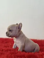 Frosty, a male French Bulldog for sale in Los Angeles, CA – 1 of 5