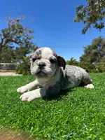 Marx, a male English Bulldog for sale in Los Angeles, CA – 2 of 4