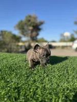 Bingo, a male French Bulldog for sale in Los Angeles, CA – 6 of 7