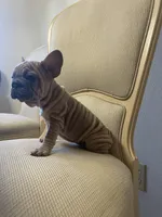 Goliath , a male French Bulldog for sale in Los Angeles, CA – 7 of 9