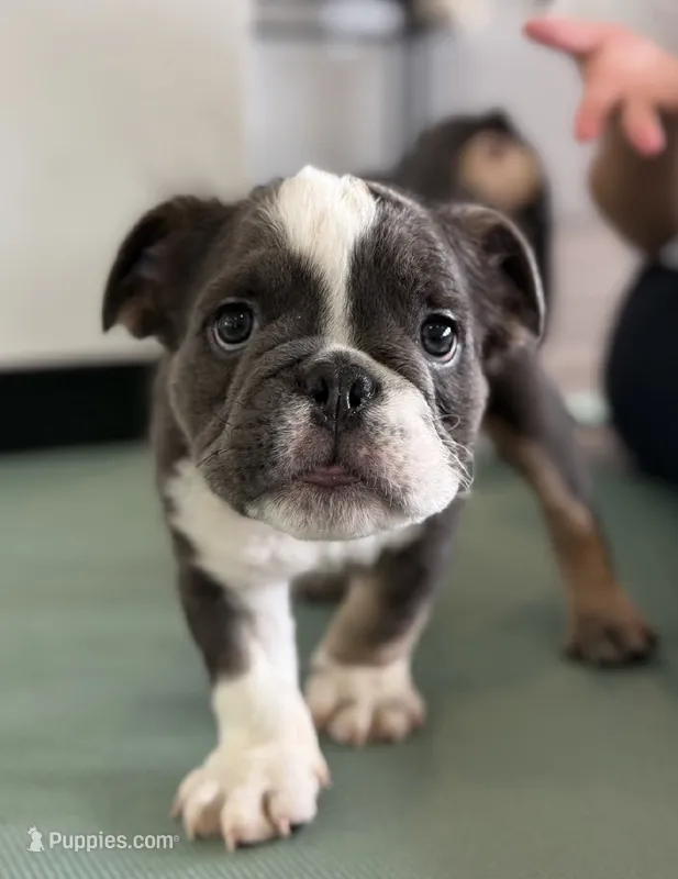 Sully – English Bulldog puppy for sale in Los Angeles, CA