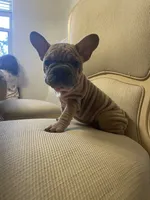 Goliath , a male French Bulldog for sale in Los Angeles, CA – 6 of 9