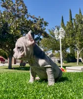 Dolly , a female French Bulldog for sale in Los Angeles, CA – 3 of 4