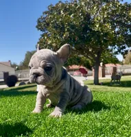 Dolly , a female French Bulldog for sale in Los Angeles, CA – 2 of 4