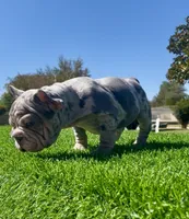 Spotz, a female French Bulldog for sale in Los Angeles, CA – 2 of 4