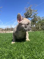 Caramel, a male French Bulldog for sale in Los Angeles, CA – 3 of 7