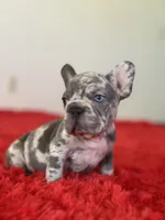 Spots , a female French Bulldog for sale in Los Angeles, CA – 3 of 7