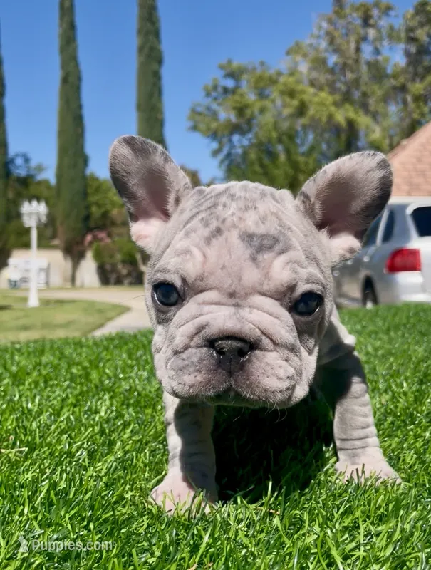 Dolly  – French Bulldog puppy for sale in Los Angeles, CA
