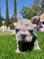 Dolly , a female French Bulldog for sale in Los Angeles, CA – 1 of 4