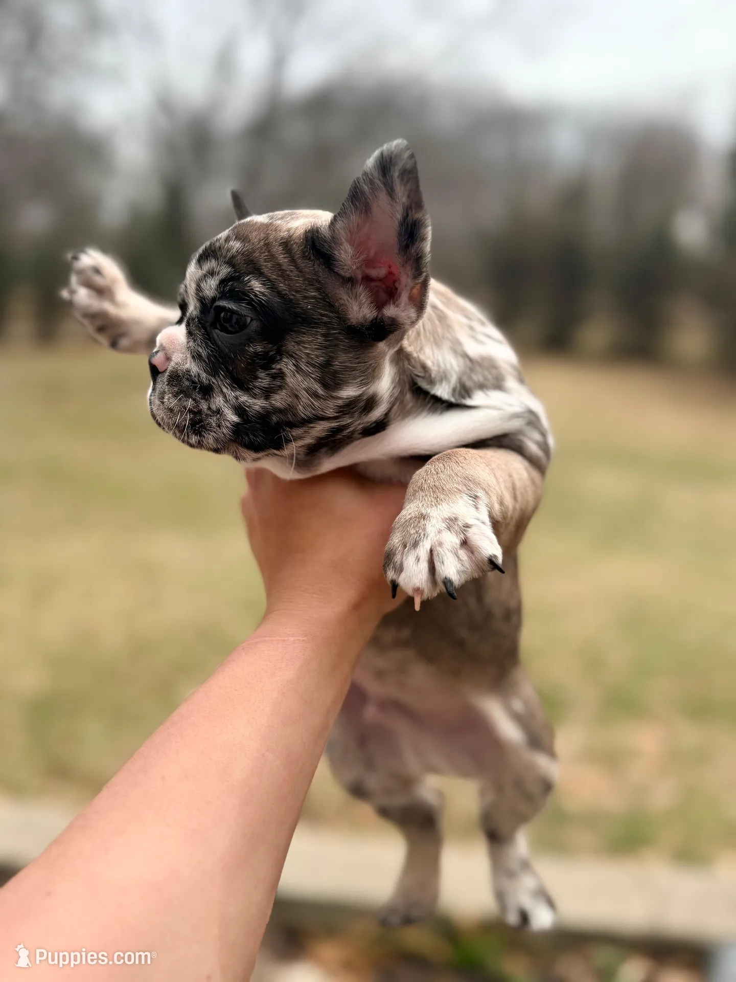 Simba – French Bulldog puppy for sale in Lansing, MI