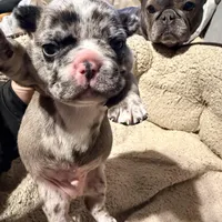 Simba, a male French Bulldog for sale in Lansing, MI – Photo 6 of 10