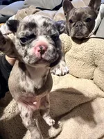 Simba, a male French Bulldog for sale in Lansing, MI – Photo 6 of 6