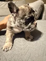 Simba, a male French Bulldog for sale in Lansing, MI – Photo 10 of 10