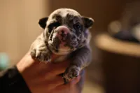 Simba, a male French Bulldog for sale in Lansing, MI – Photo 2 of 6