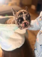 Simba, a male French Bulldog for sale in Lansing, MI – Photo 2 of 10