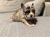 Simba, a male French Bulldog for sale in Lansing, MI – Photo 7 of 10