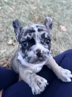 Simba, a male French Bulldog for sale in Lansing, MI – Photo 4 of 10