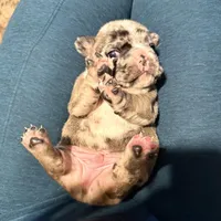 Simba, a male French Bulldog for sale in Lansing, MI – Photo 8 of 10