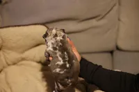 Simba, a male French Bulldog for sale in Lansing, MI – Photo 3 of 6