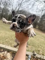 Simba, a male French Bulldog for sale in Lansing, MI – Photo 2 of 10