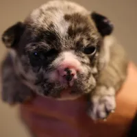 Simba, a male French Bulldog for sale in Lansing, MI – Photo 9 of 10