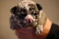 Simba, a male French Bulldog for sale in Lansing, MI – Photo 1 of 6