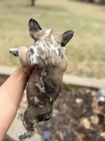 Simba, a male French Bulldog for sale in Lansing, MI – Photo 3 of 10