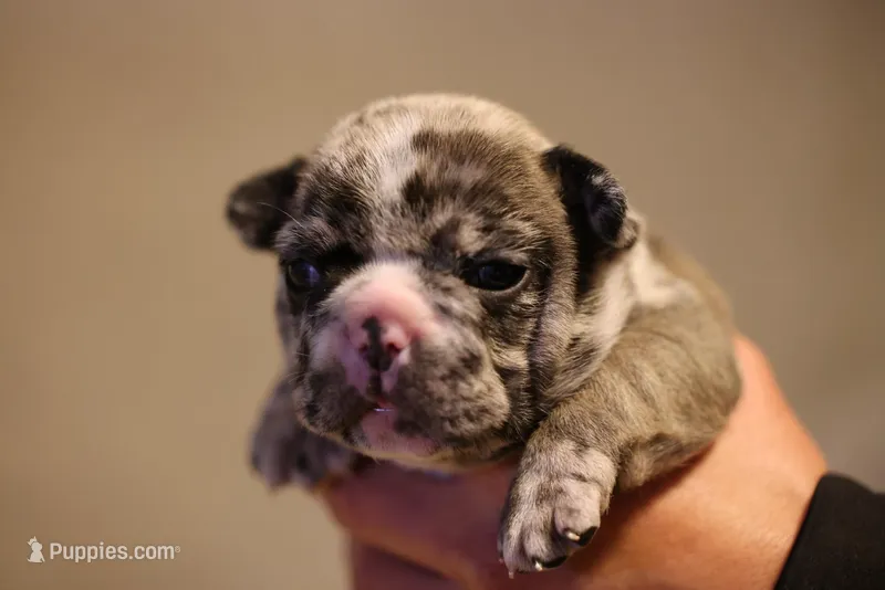 Simba – French Bulldog puppy for sale in Lansing, MI