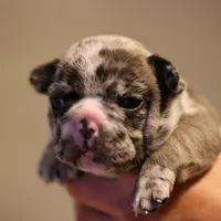 Simba, a male French Bulldog for sale in Lansing, MI – Photo 5 of 10
