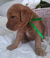 Green Ribbon Female , a female Goldendoodle for sale in San Diego, CA – Photo 1 of 5