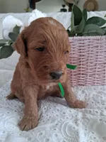Green Ribbon Female , a female Goldendoodle for sale in San Diego, CA – Photo 3 of 5