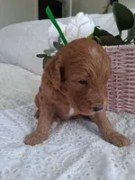 Green Ribbon Female , a female Goldendoodle for sale in San Diego, CA – Photo 4 of 5