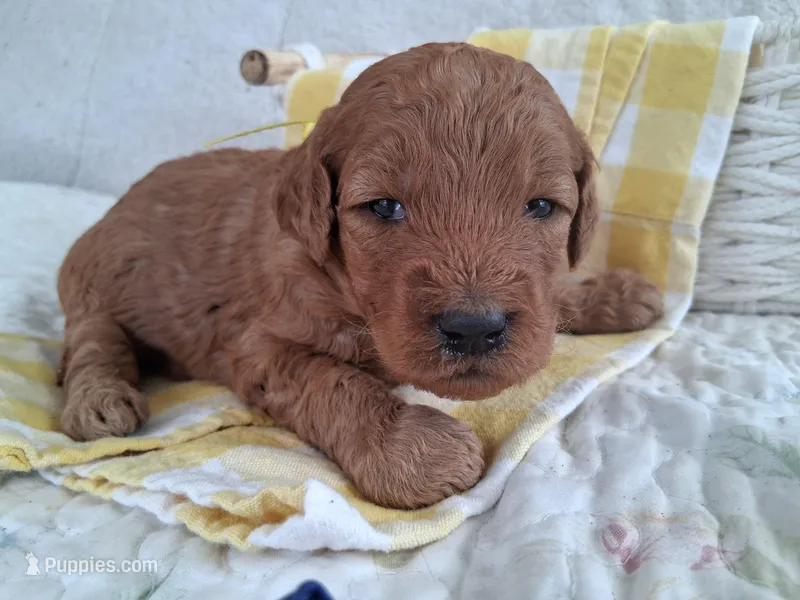 Yellow Ribbon Female – Goldendoodle puppy for sale in San Diego, CA