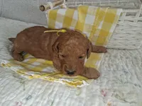 Yellow Ribbon Female, a female Goldendoodle for sale in San Diego, CA – Photo 5 of 5