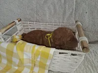 Yellow Ribbon Female, a female Goldendoodle for sale in San Diego, CA – Photo 4 of 5