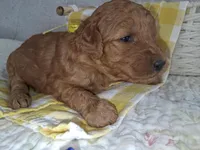 Yellow Ribbon Female, a female Goldendoodle for sale in San Diego, CA – Photo 2 of 5